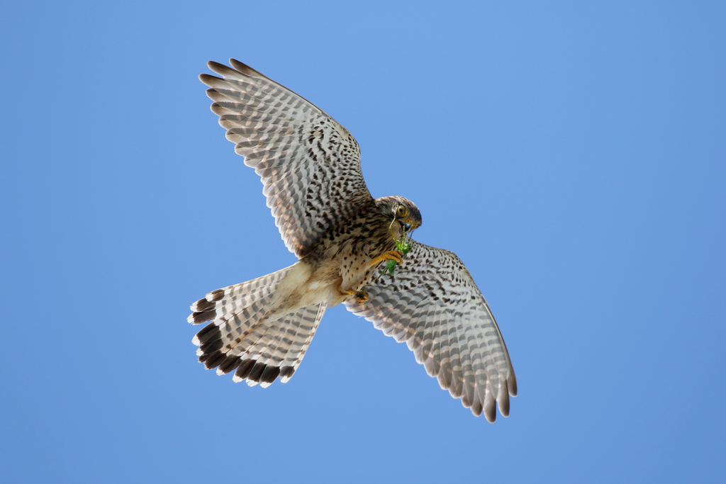 チョウゲンママ１