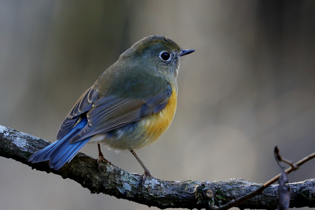 ルリビタキさん３