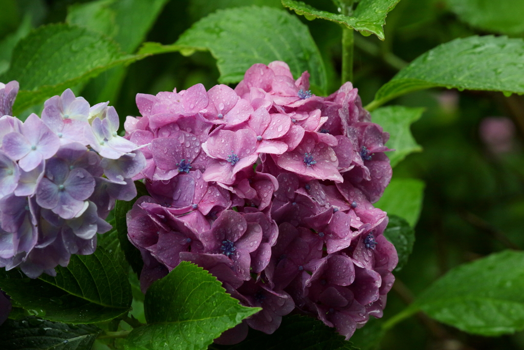 雨がつづきます