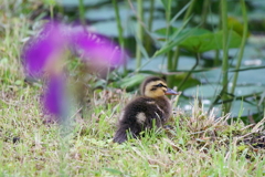 花菖蒲ちびカル