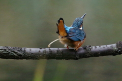 ひさびさの ピー