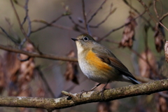 ルリビタキさん２