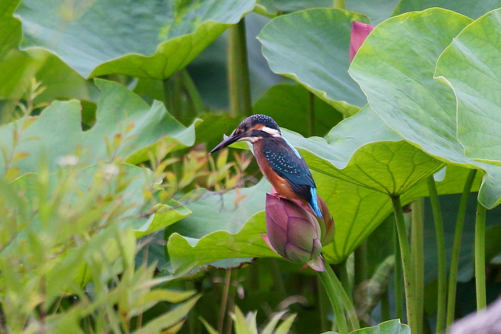 う～草が