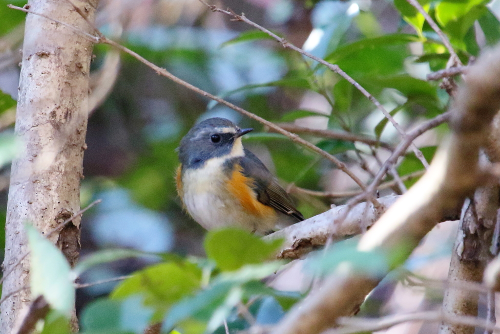 かくれんぼルリ君