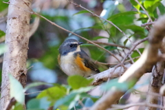 かくれんぼルリ君