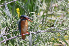 今日のカワ子ちゃん