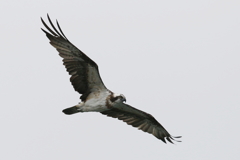 今日のミサゴ父