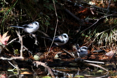 エナガちゃん３