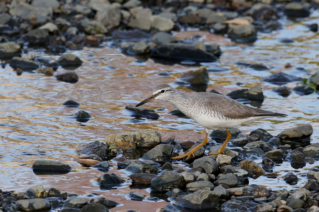 キアシシギさん１