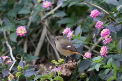 私お花似合いますか？