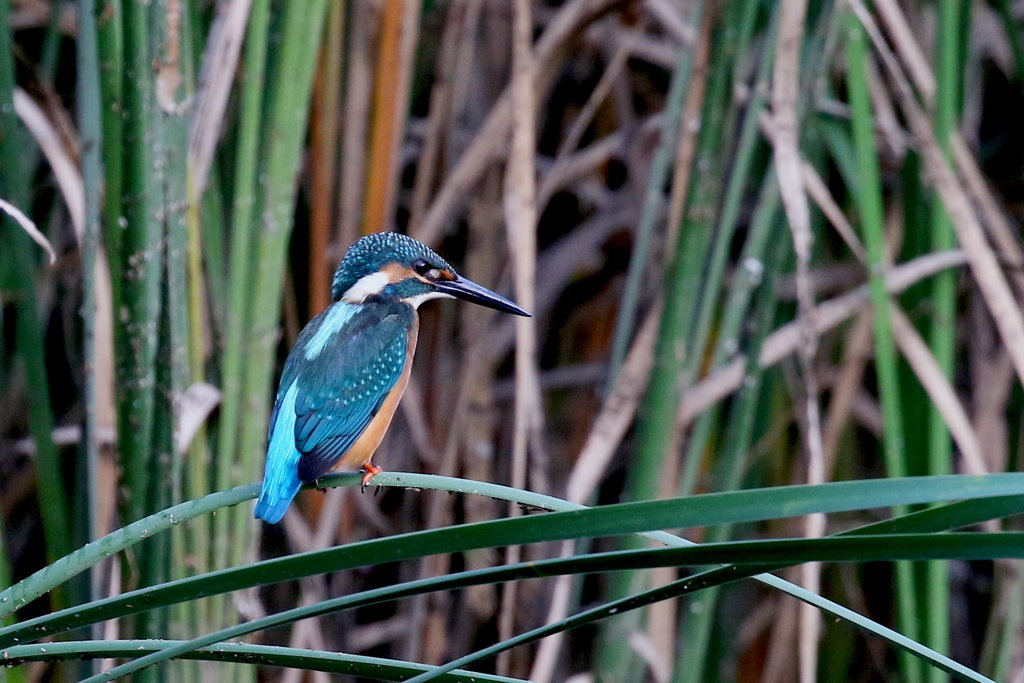 今日のカワちゃん