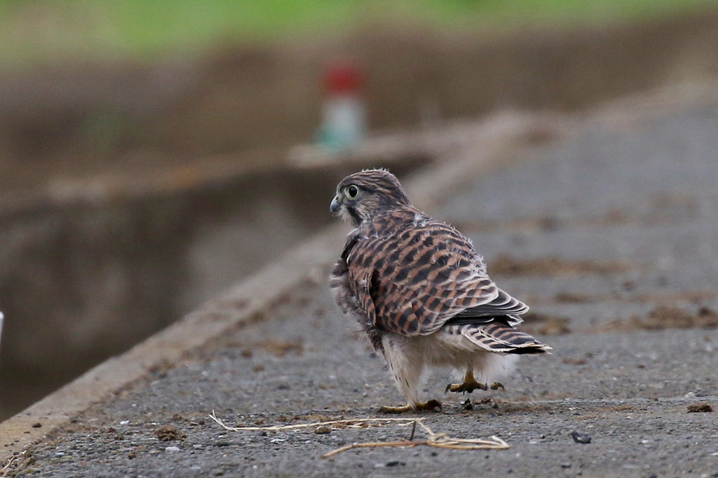 チョウゲンちび３