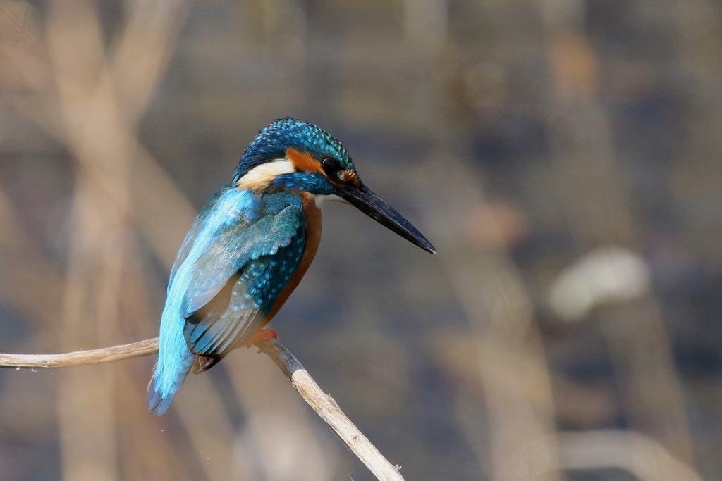 今日のカワちゃん
