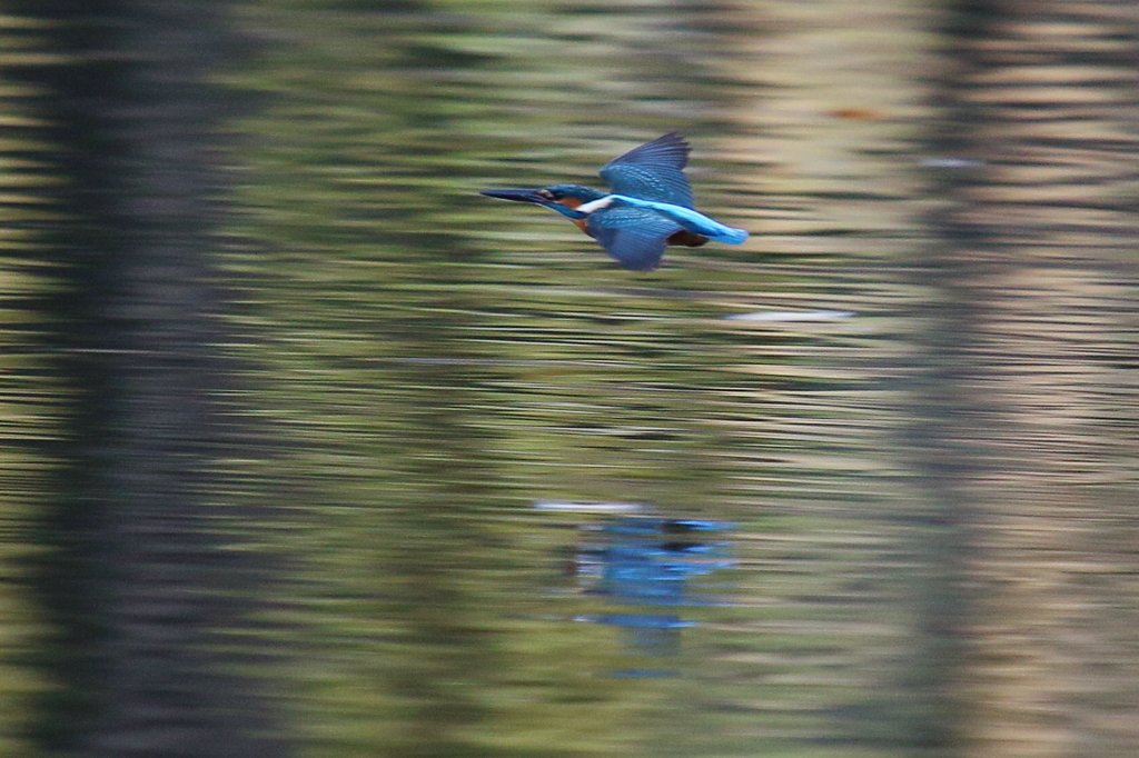 今日のカワちゃん