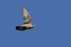 ハヤブサさん５