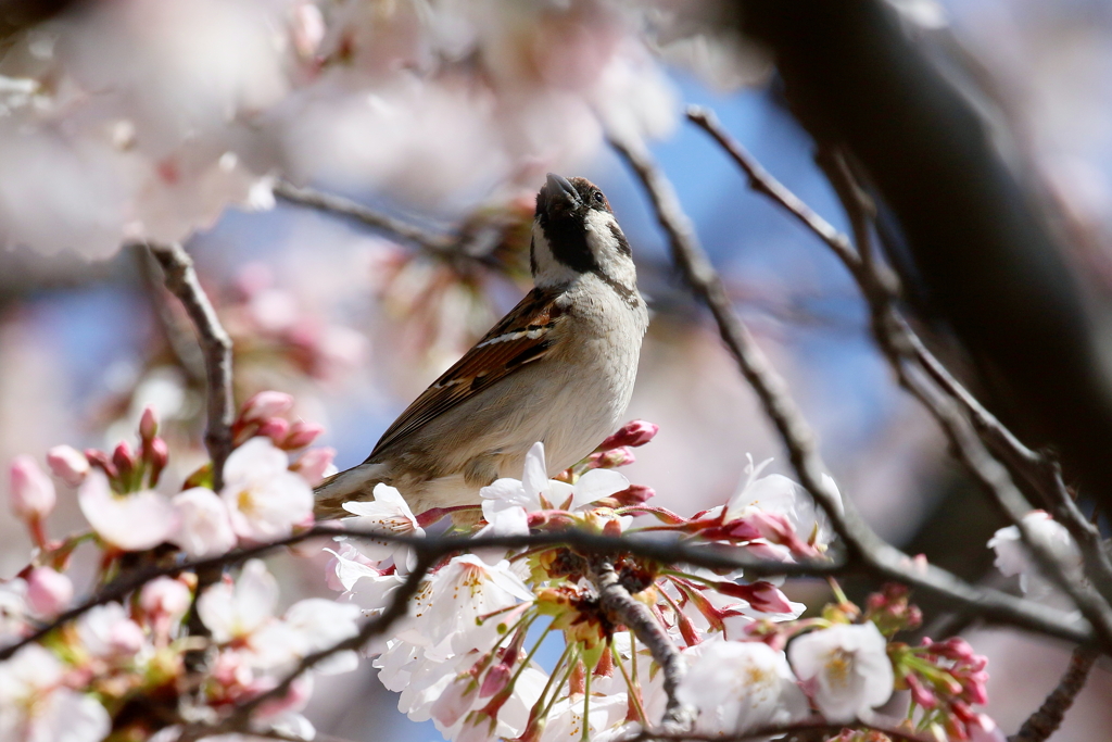 桜スズメ２