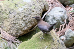 カワガラスさん