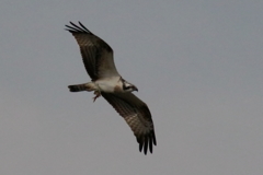 ミサゴンの夕食