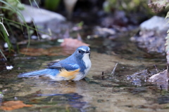 水浴び３