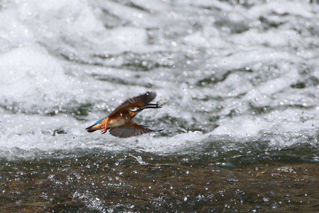 カワセミさん７