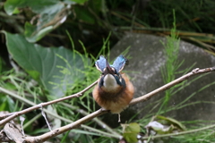 青年の主張