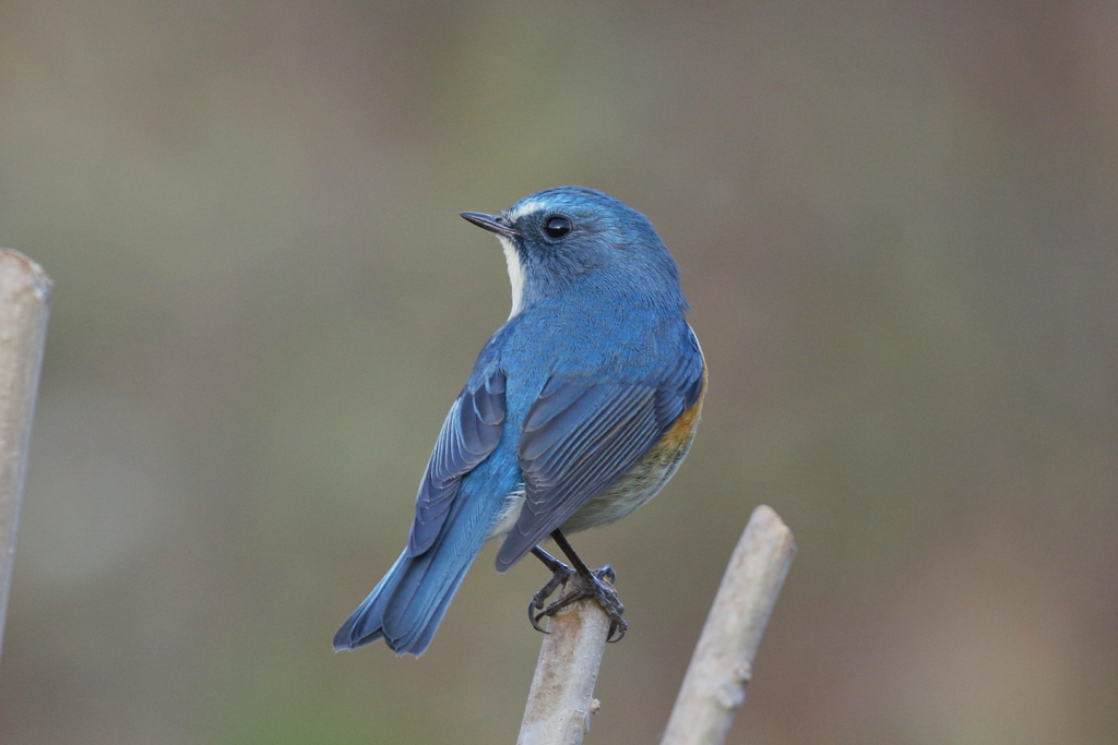 見かえりハンサム君