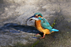 本日のえもの１