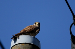 チョウゲンボウ