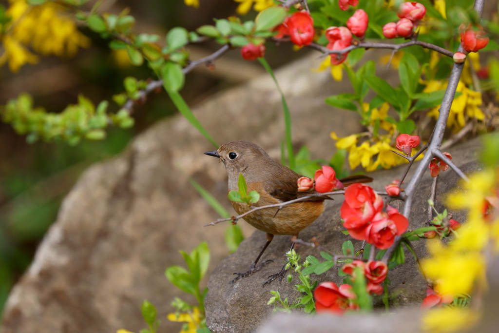 ジョビ子さん２