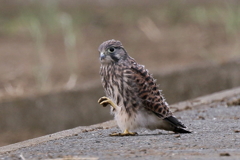 チョウゲンちび１