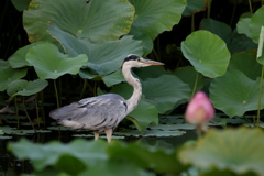 蓮とアオサギさん