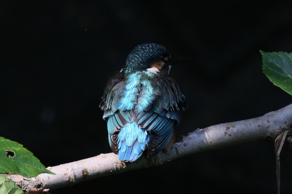 チビカワ背中２