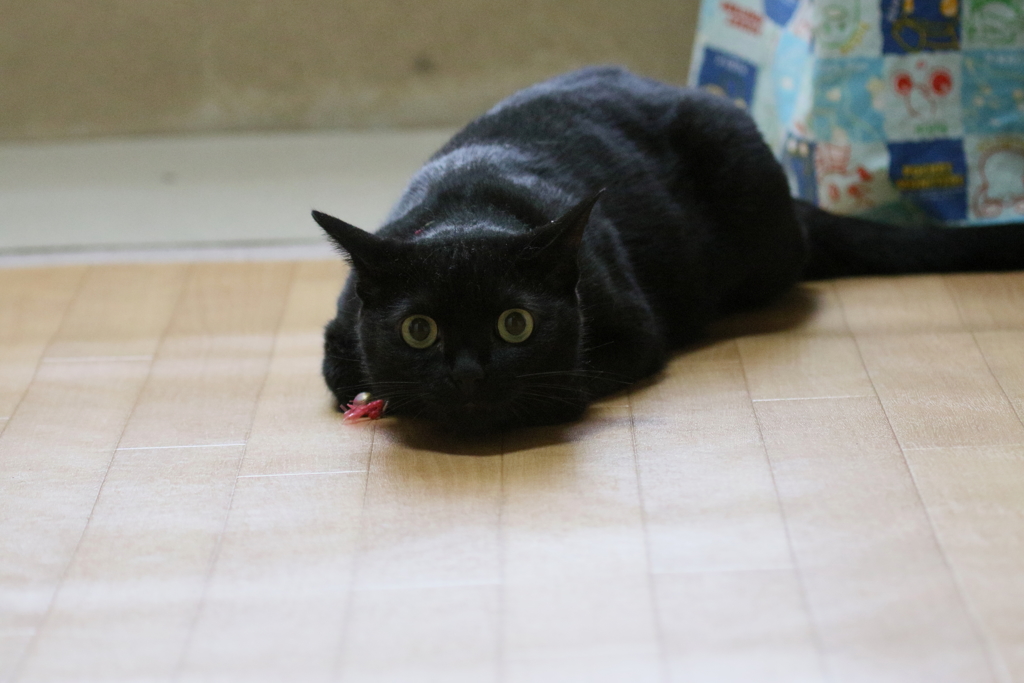 こたろう ４歳