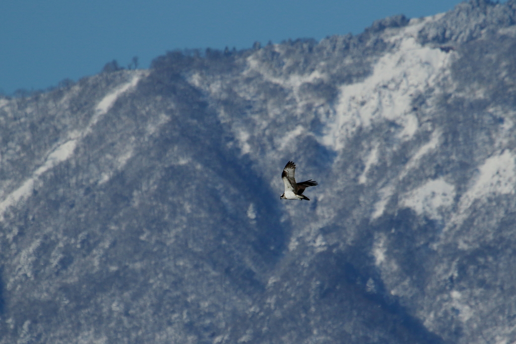 雪山ミサゴさん