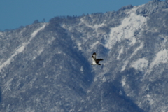 雪山ミサゴさん