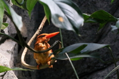 リュウキュウアカショウビン