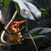 リュウキュウアカショウビン