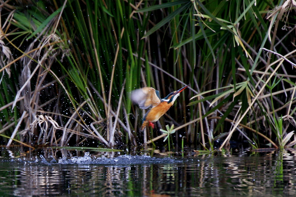 今日のカワ子ちゃん