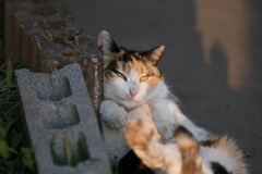三毛猫