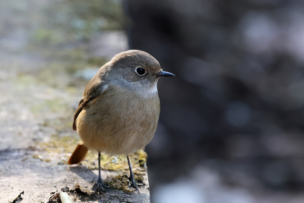ジョウビタキさん２