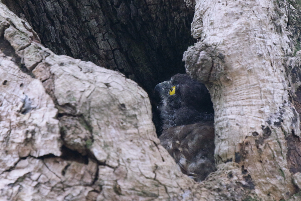 チビズクさん