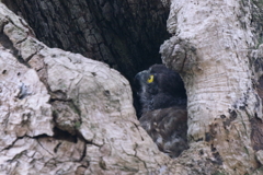 チビズクさん