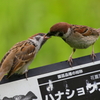 給餌
