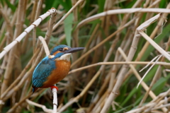 今日のカワ男君