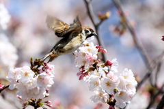 花から花へ