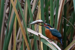 本日の大物 ぽいっと