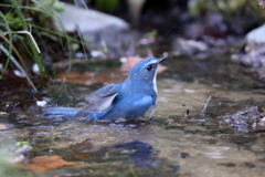 水浴び４