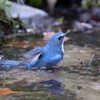 水浴び４