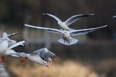 ホバ・飛び出し・飛びつき