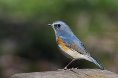 ルリビタキ君１